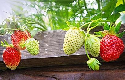 TinyBuild收购《生死相依》开发商 因为老板爱玩这游戏